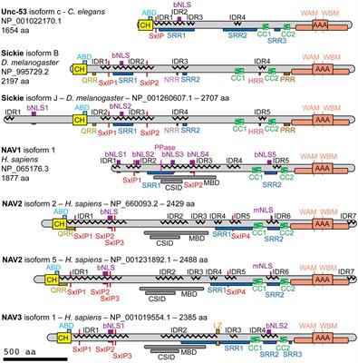 The Neuron Navigators: Structure, function, and evolutionary history